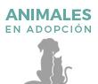 Animales en adopción